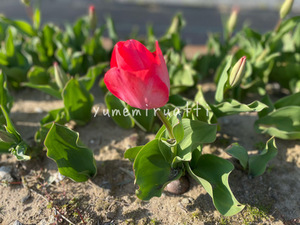 D9650418-DE95-44CC-AE29-ED0202FBF82F.jpeg
